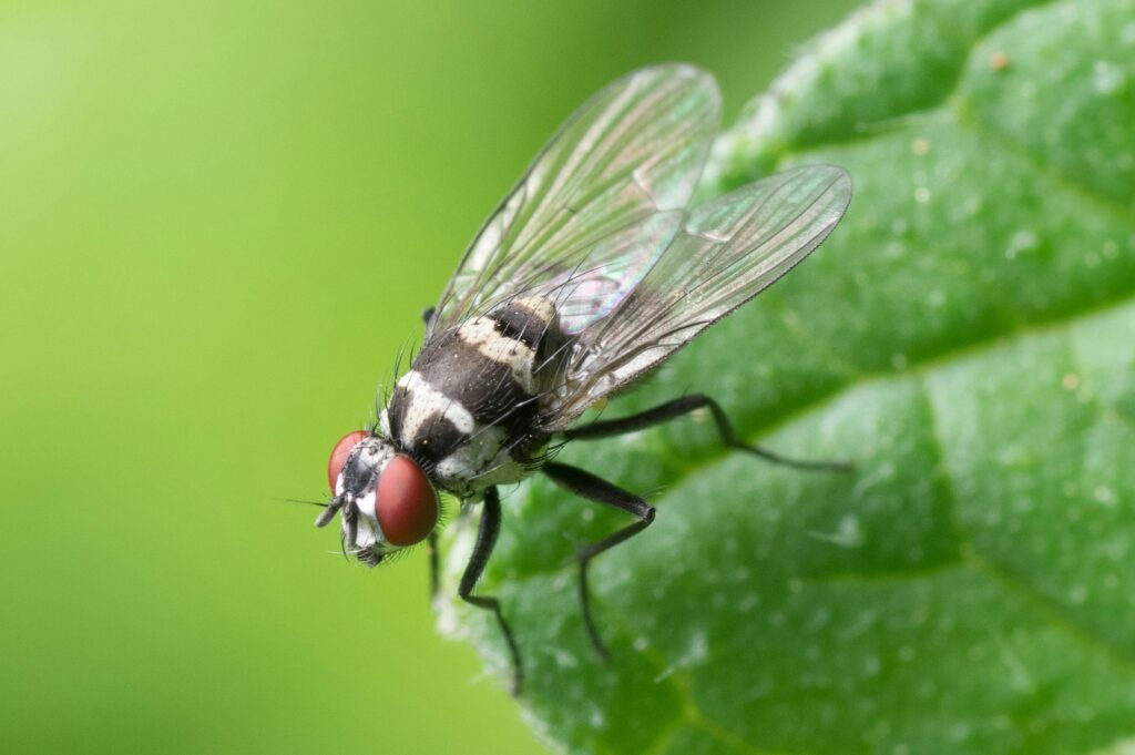 Close-up of a housefly resting on a vibrant green leaf, showcasing detailed features.